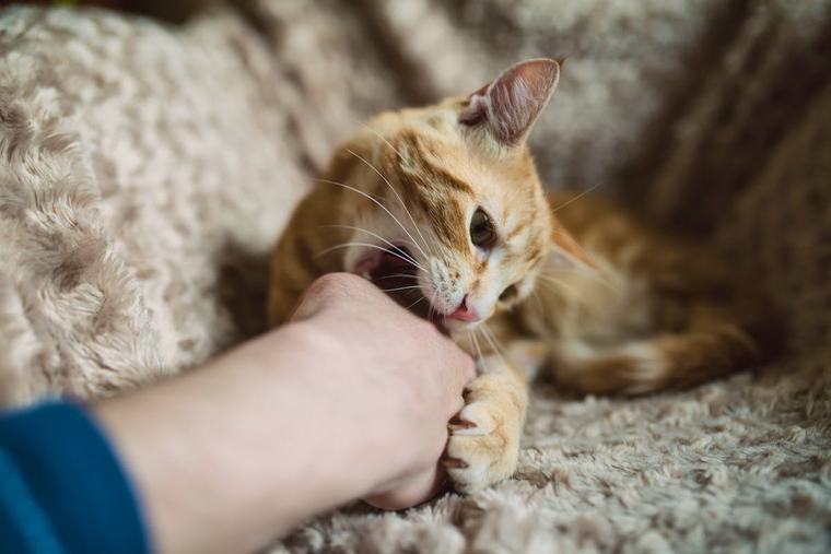 Nur ein Spiel? Was viele für Katzenfreude halten, ist oft purer Stress 18 124 16