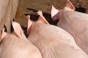 Schweine (current) -->