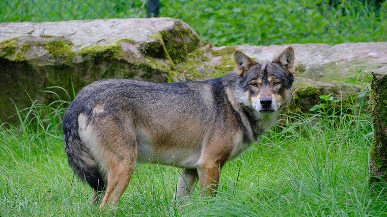 Wolf soll im Klein Melchtal OW Rind gerissen haben