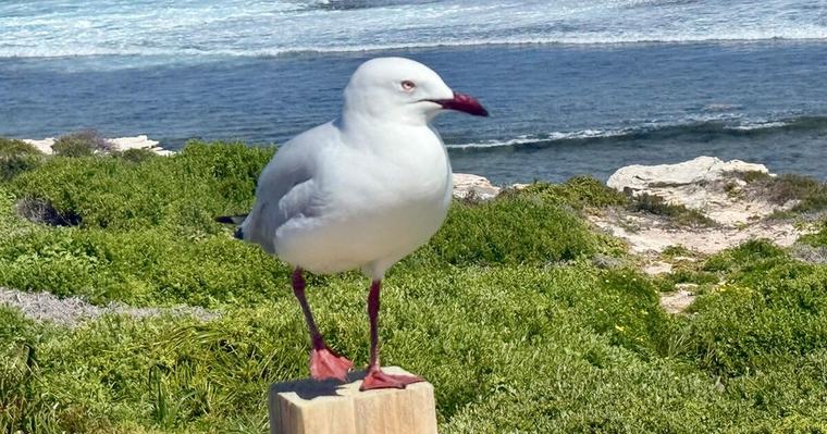 Australien kämpft mit der Vogelgrippe – denn die tötet nicht nur Vögel 13:34 Uhr