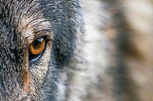 Übrige Tiere (current) -->