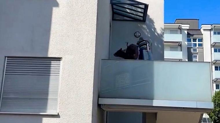 00 : 35 Zürich-Affoltern Polizeieinsatz: Kalb reisst aus und rennt in Wohnsiedlung 30 191 12