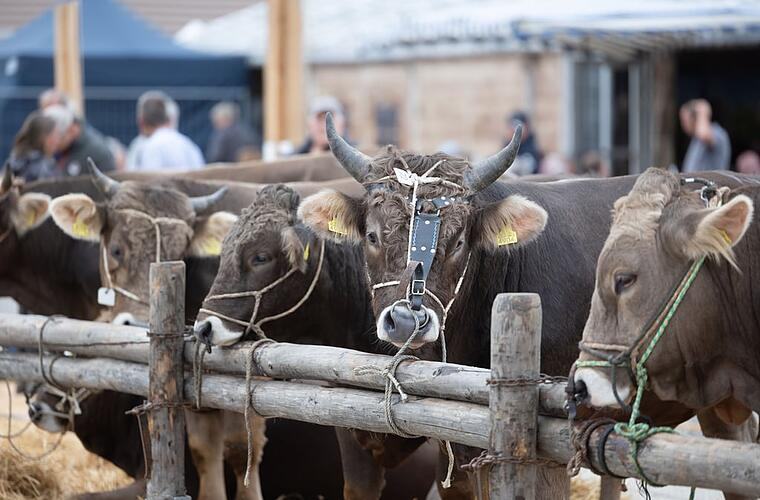 Abo Stierenmarkt Zug «Stark enttäuscht und nicht weniger irritiert»: Staatsanwaltschaft eröffnet kein Strafverfahren wegen Tierquälerei 06.09.2026 · Kristina Gysi