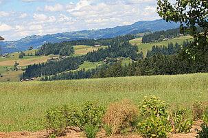 Forschung (current) -->