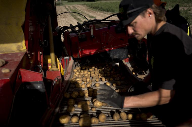 Hitzesommer führt zu Ernteausfällen – Diese Produkte werden teurer