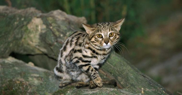 Sieht harmlos aus: Das ist die tödlichste Katze der Welt 09:09 Uhr